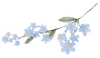 Pauline Morgan forget-me-not icon